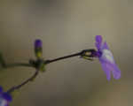 Apalachicola toadflax